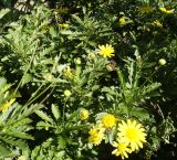 Euryops chrysanthemoides