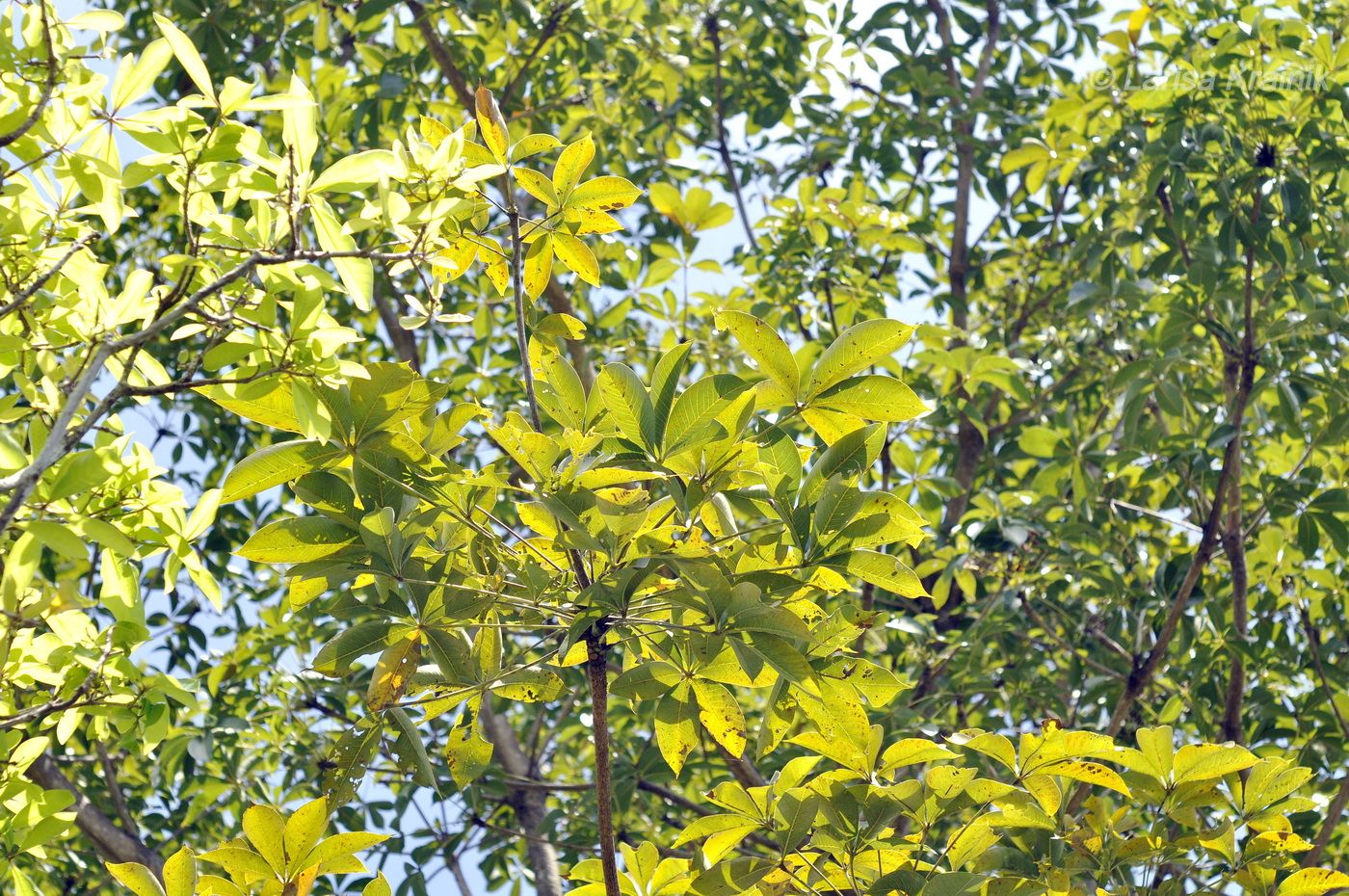 Изображение особи Sterculia foetida.