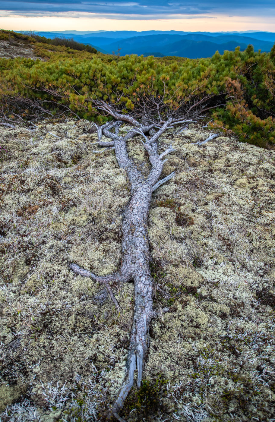 Изображение особи Pinus pumila.