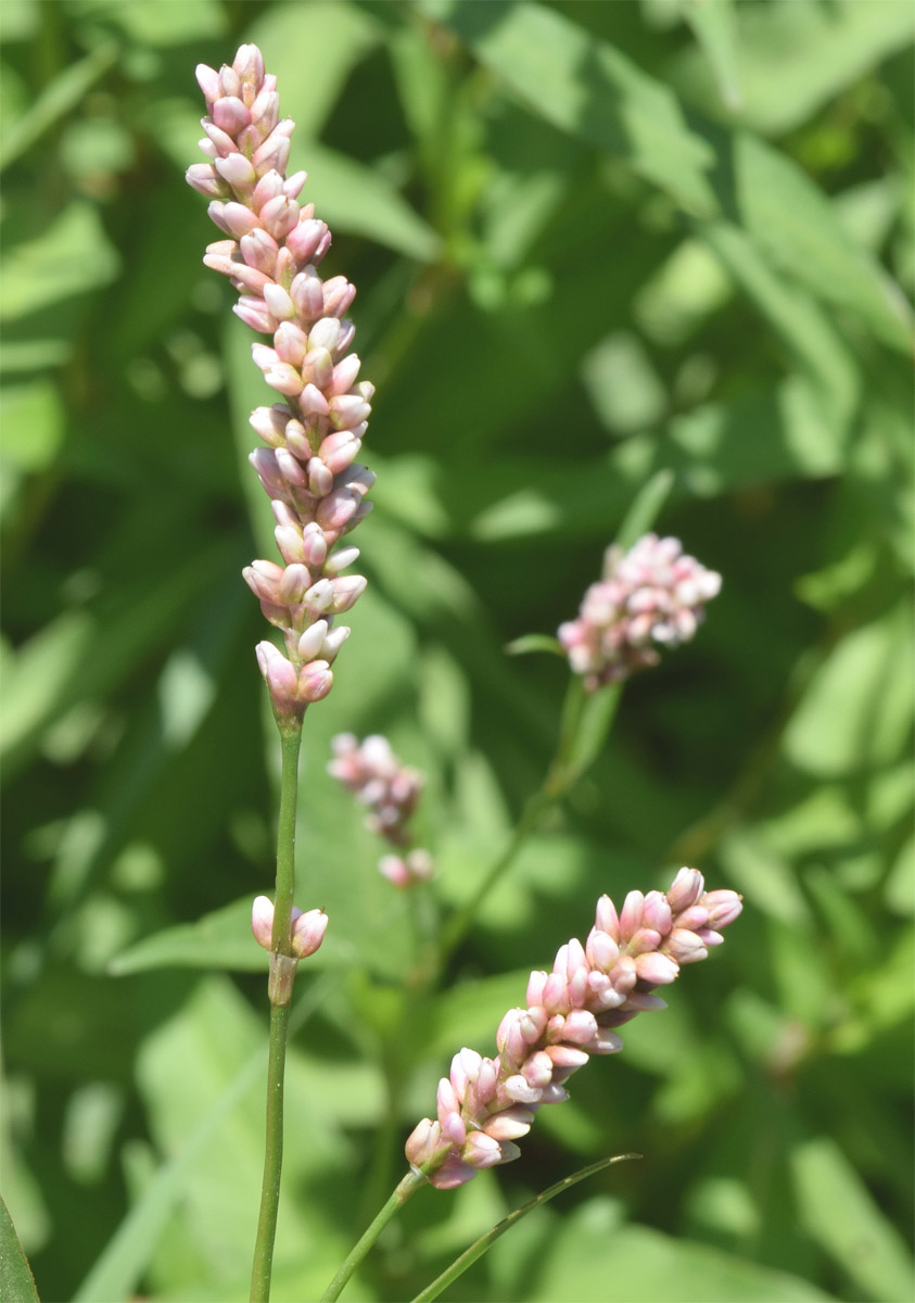 Image of Persicaria hydropiper specimen.