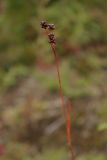 Luzula sudetica. Верхушка плодоносящего растения. Окр. Мурманска, опушка разреженного березняка. 21.08.2008.