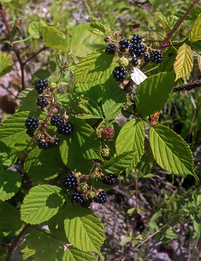 Изображение особи Rubus canescens.