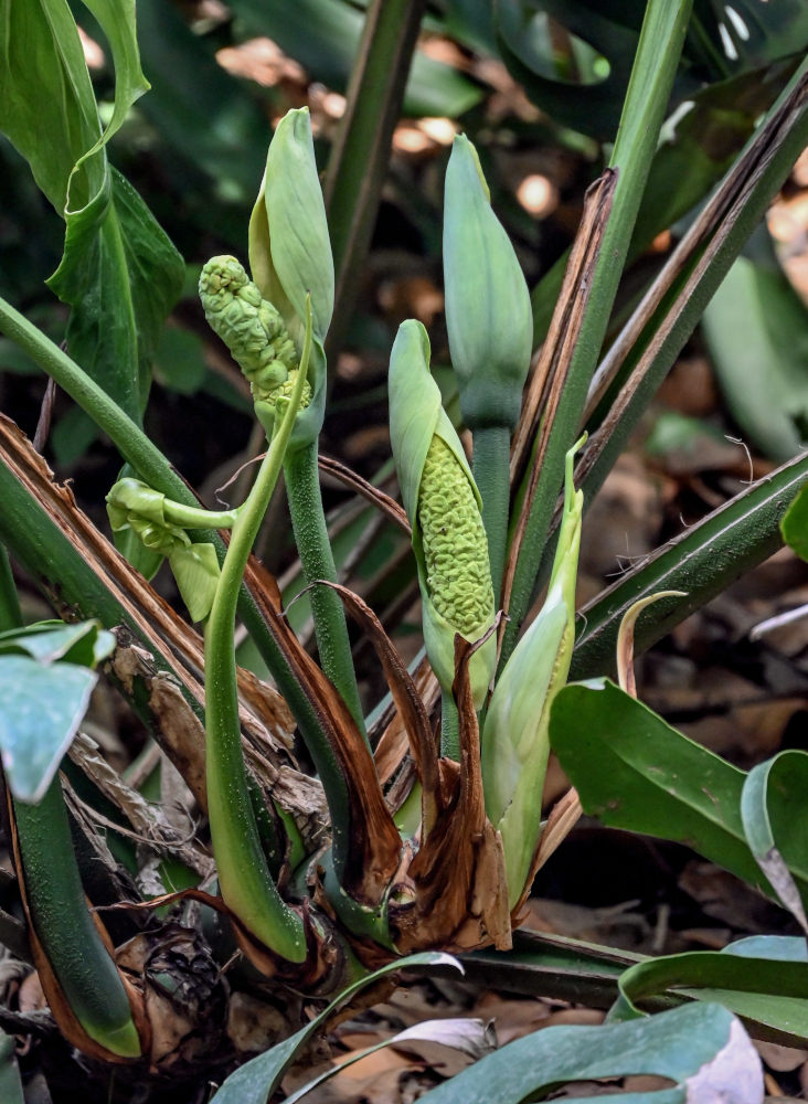 Изображение особи Monstera deliciosa.