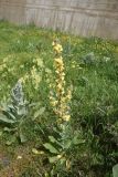 genus Verbascum. Цветущее растение. Турция, ил Карс, крепость Ани, луг. 28 мая 2025 г.