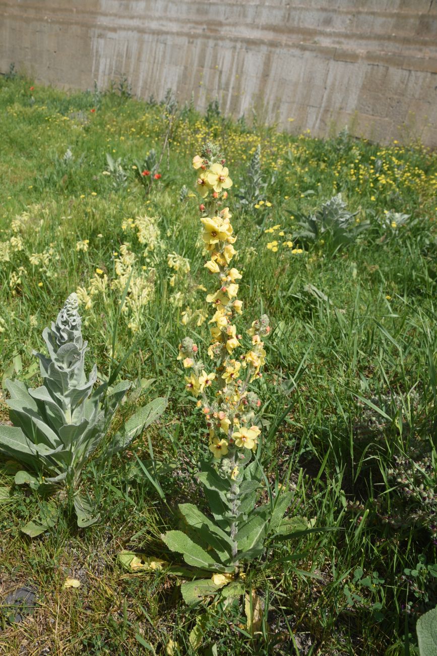 Image of genus Verbascum specimen.