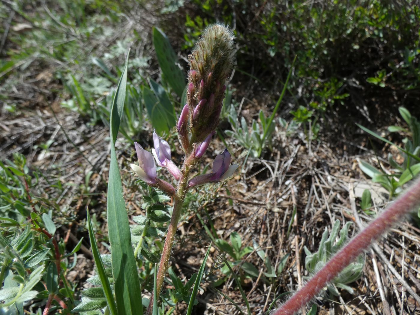 Изображение особи Astragalus masenderanus.