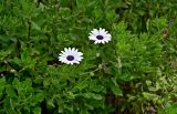 Osteospermum fruticosum