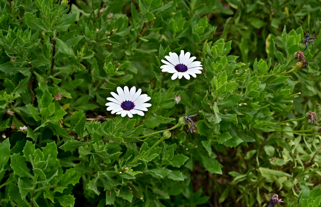 Image of Osteospermum fruticosum specimen.