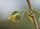 семейство Malvaceae. Часть побега с бутоном. Вьетнам, пров. Кханьхоа, г. Нячанг, окр. водохранилища Ам Чуа (Ho Am Chua), пустырь. 23.02.2026.