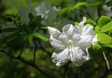 Rhododendron schlippenbachii. Часть побега с цветками (белоцветковая форма). Южное Приморье, Чёрные горы, заповедник \"Кедровая падь\", руч. Сухая Речка. 31.05.2010.