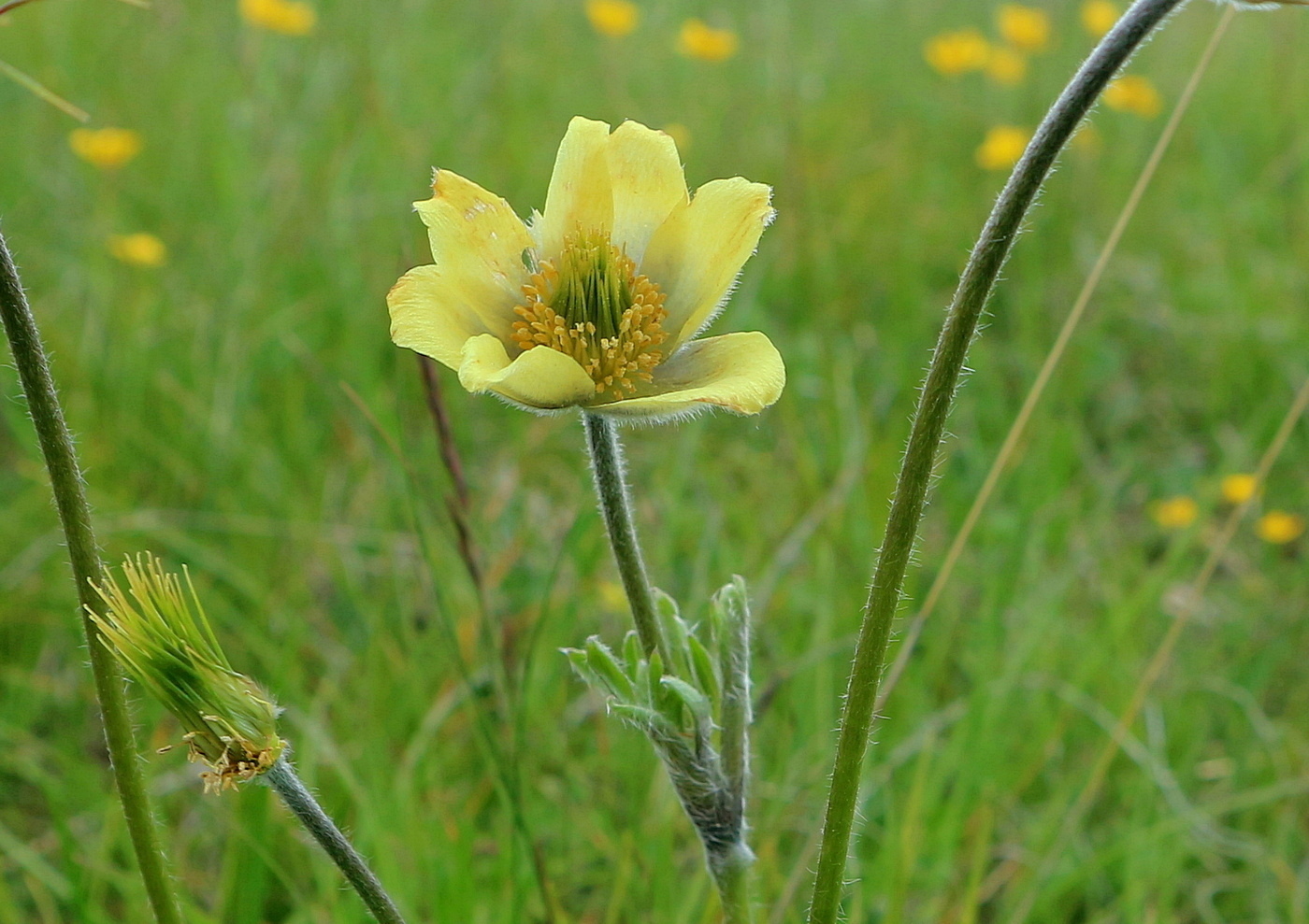 Image of Unknown species specimen.
