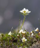Anemonastrum sibiricum