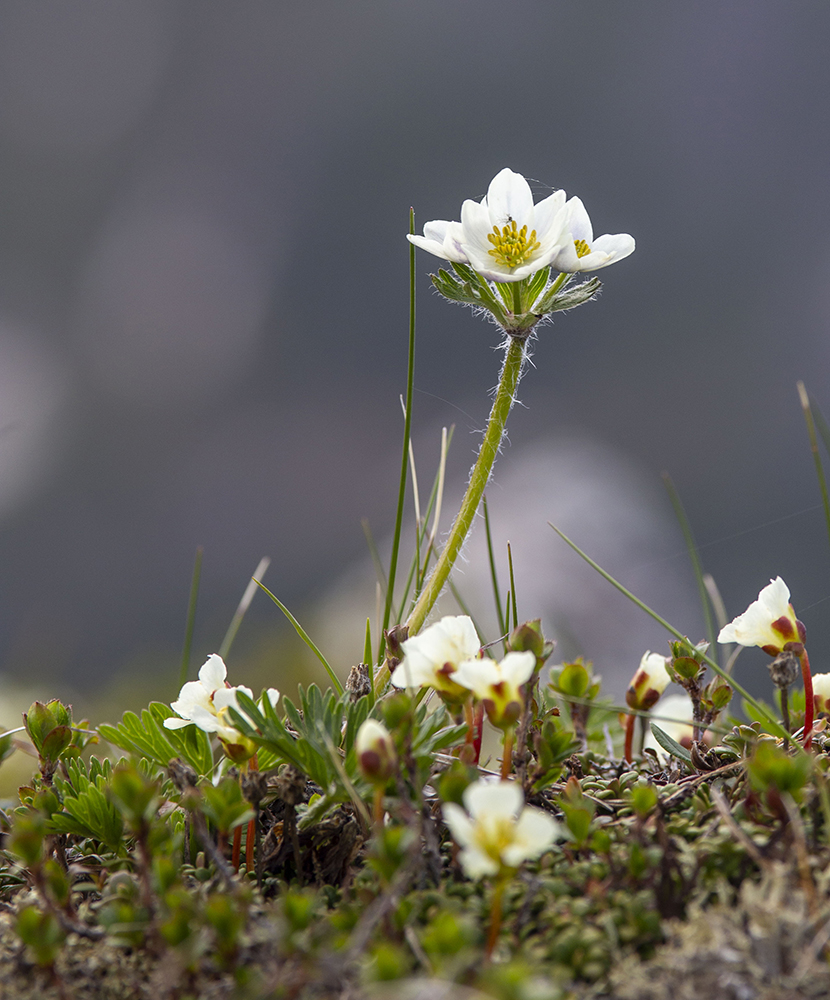 Изображение особи Anemonastrum sibiricum.