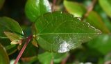 unknown species. Фрагмент побега с листом и пазушным побегом. Турция, Стамбул, р-н Арнавуткёй, Новый международный аэропорт. 04.10.2025.