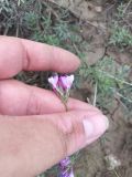 Astragalus temirensis