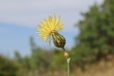 Centaurea salonitana