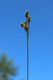 Luzula multiflora. Верхушка побега с соплодием. Ленинградская обл., Кировский р-н, пос. Дачное, дачный участок, лужайка. 19.06.2026.