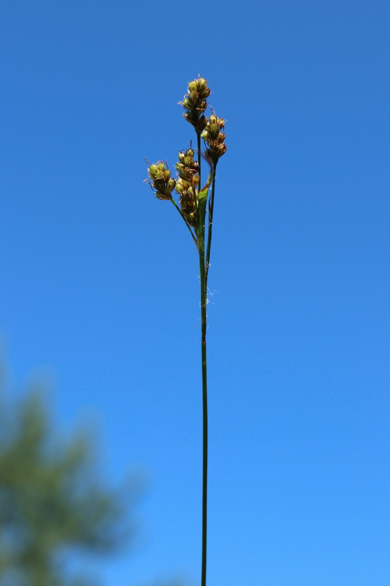 Image of Luzula multiflora specimen.
