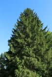 Picea abies. Верхняя часть кроны взрослого дерева с шишками. Ленинградская обл., Кировский р-н, пос. Дачное, дачный участок. 19.06.2026.