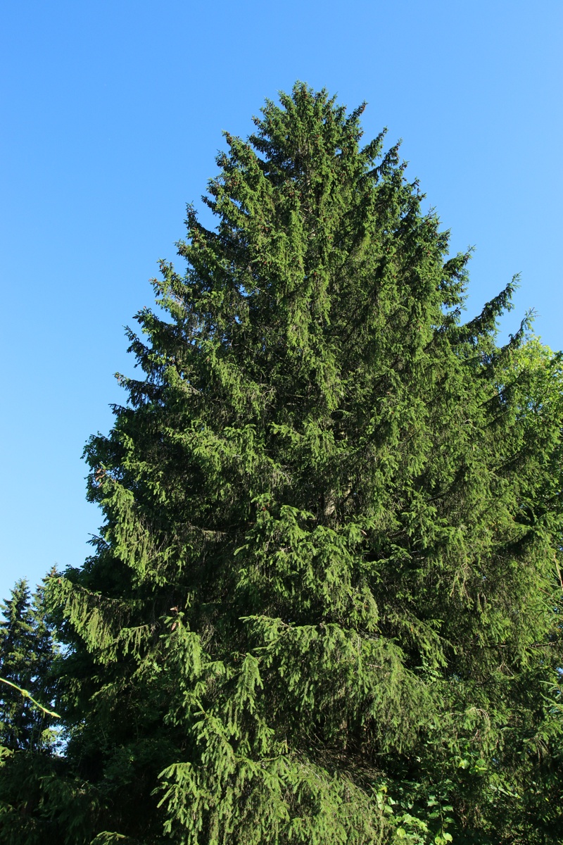 Image of Picea abies specimen.