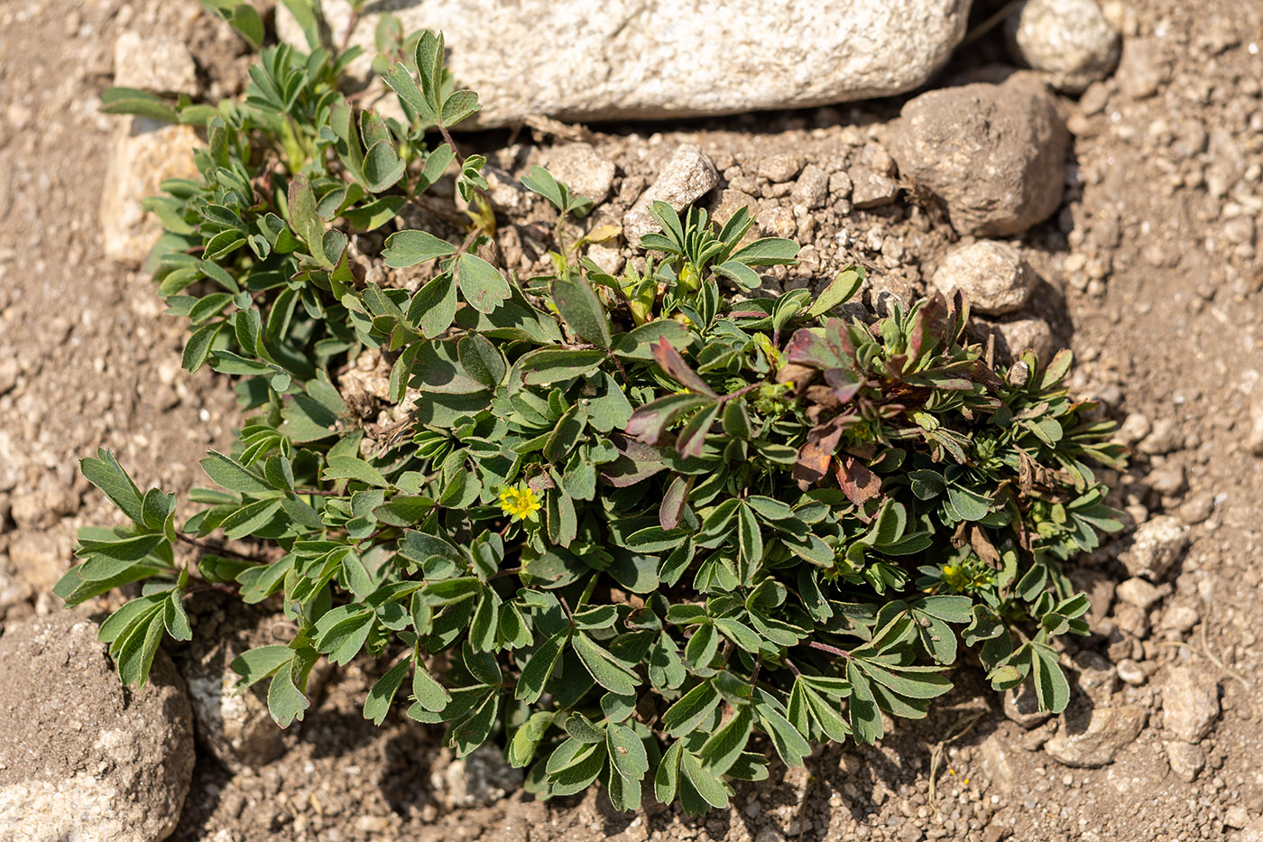 Изображение особи Sibbaldia parviflora.