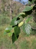 род Betula. Веточка с соплодиями. Таджикистан, Согдийская обл., Айнинский р-н; Памиро-Алай, Фанские горы, побережье оз. Искандеркуль, дол. р. Сарытаг, ≈ 2290 м н.у.м., обочина грунтовой дороги среди кустарников. 25 июня 2026 г.