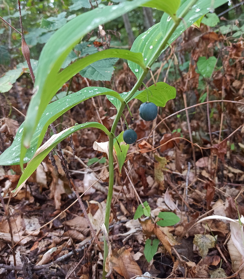 Image of Polygonatum glaberrimum specimen.