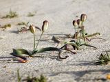 Tulipa biflora. Плодоносящие растения. Казахстан, Восточно-Казахстанская обл., Маркакольский р-н, ур. Шекельмес, пестроцветные выходы. 05.05.2025.