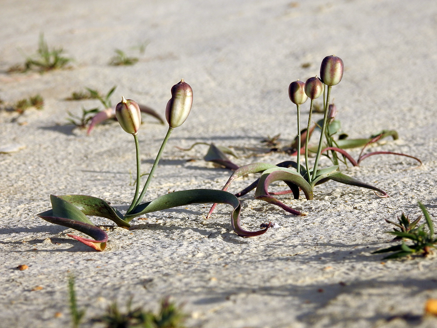 Изображение особи Tulipa biflora.