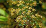 Spiraea × cinerea. Часть ветви с созревающими плодами. Московская обл., Раменский р-н, окр. дер. Хрипань, садовый участок. 13.06.2026.
