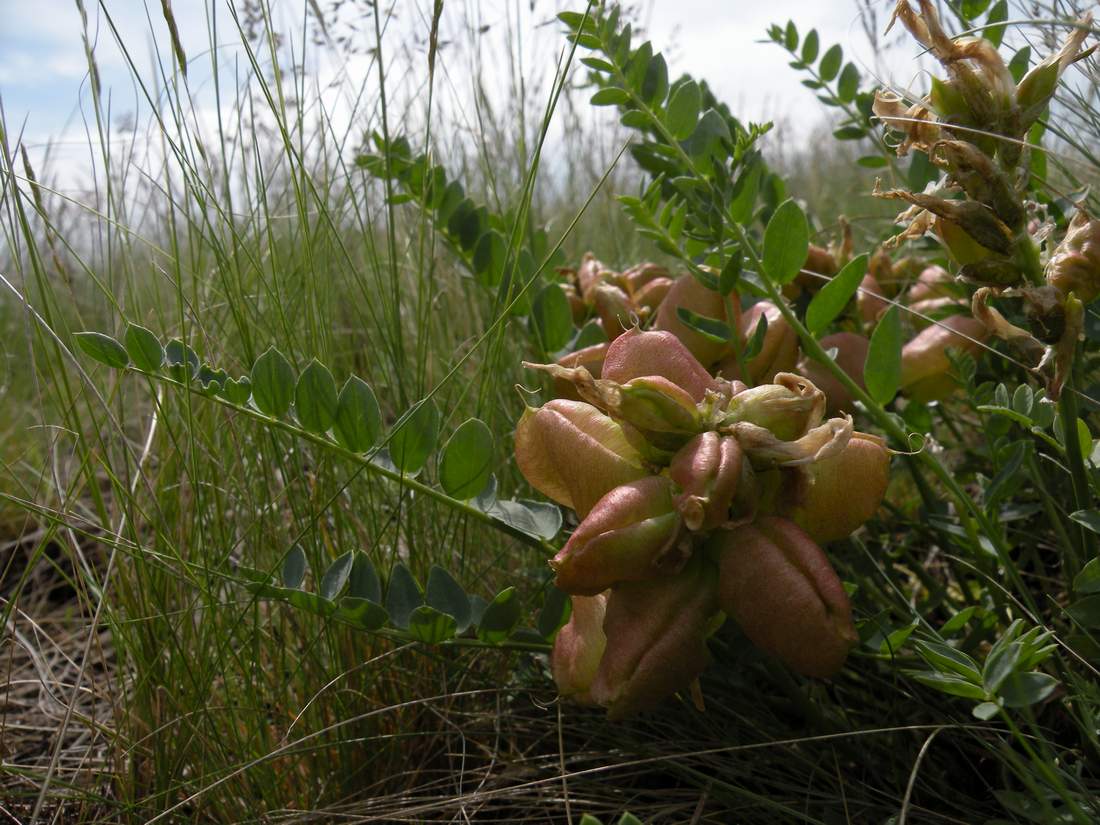 Изображение особи Astragalus physocarpus.