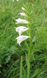 Gladiolus imbricatus