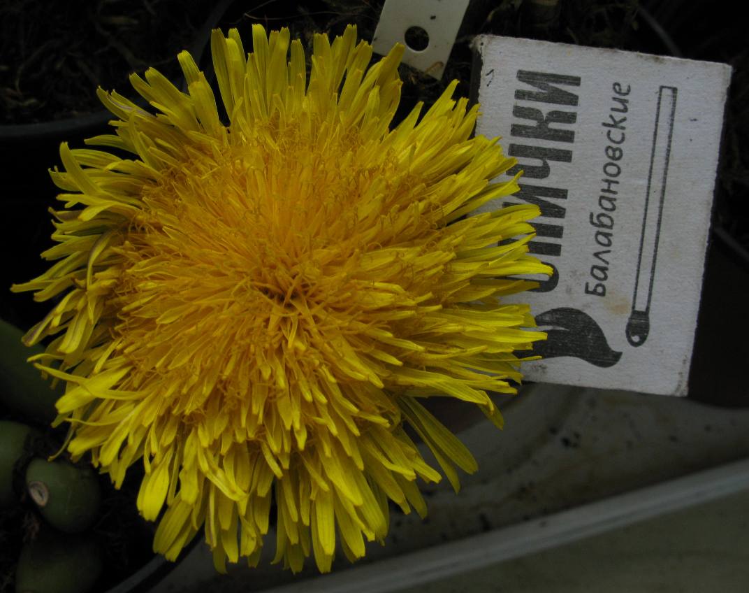 Image of genus Taraxacum specimen.