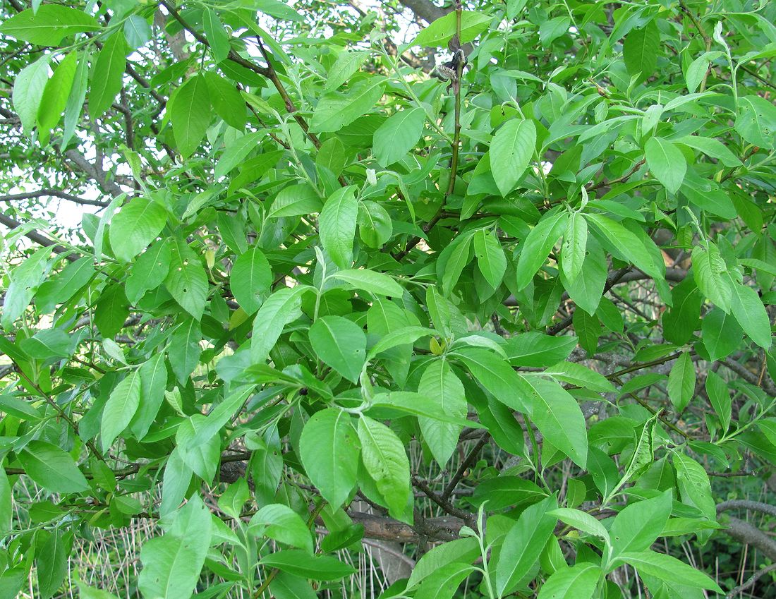 Image of Salix myrsinifolia specimen.