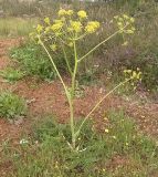 Thapsia villosa