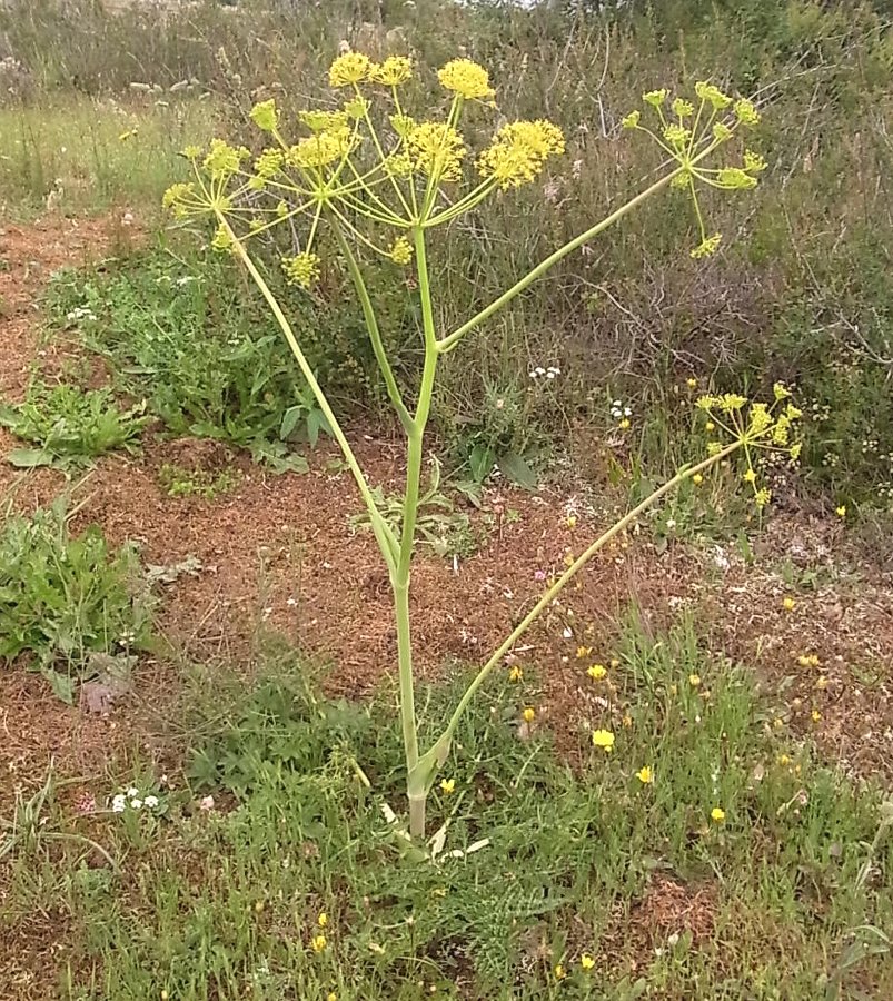 Изображение особи Thapsia villosa.