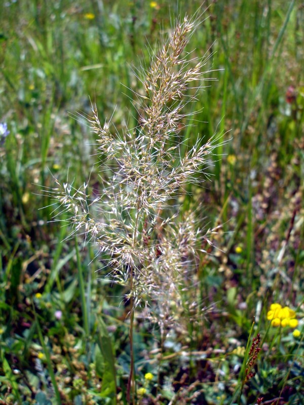 Image of Apera spica-venti specimen.