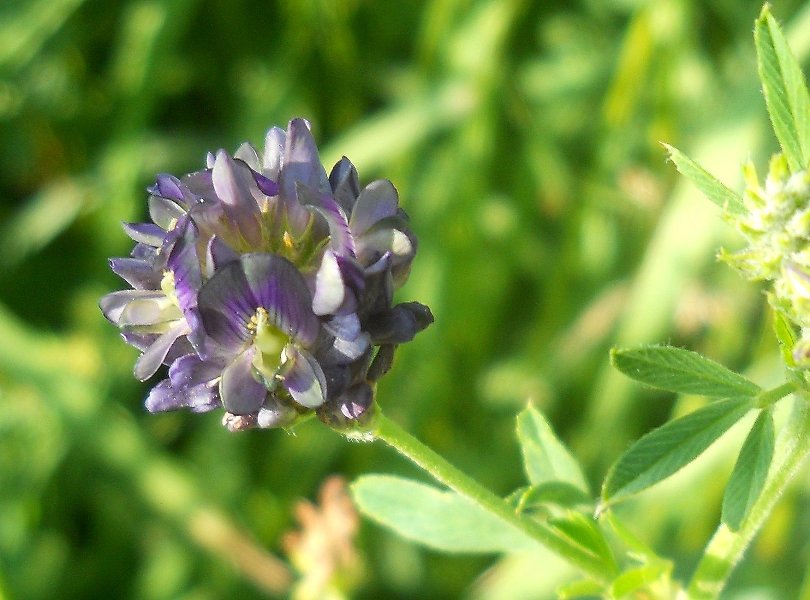 Image of Medicago sativa specimen.