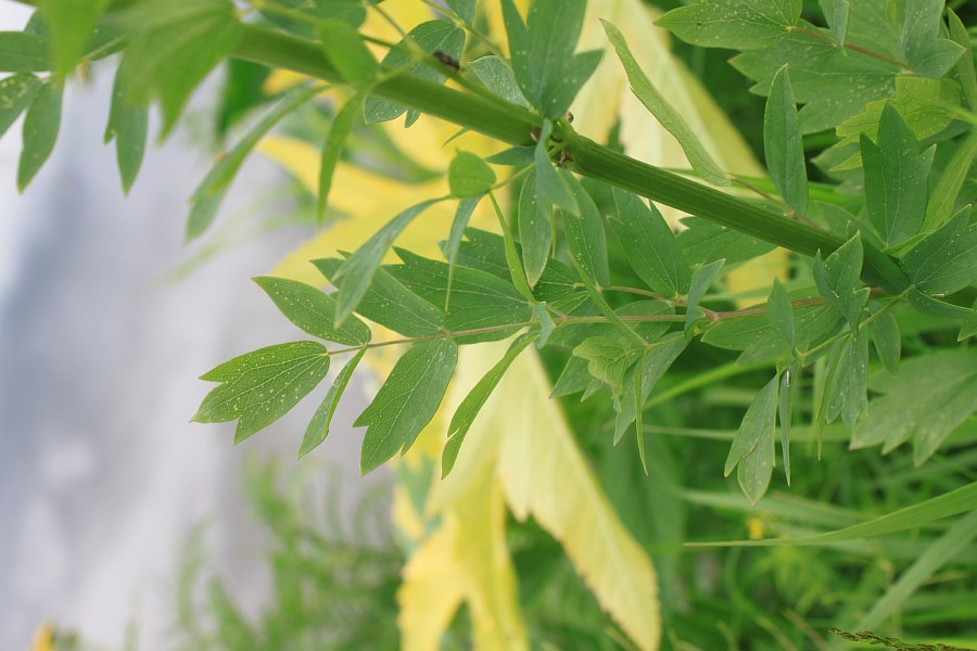 Image of Thalictrum simplex specimen.