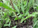 Picris hieracioides. Нижняя часть побега и молодые растения. Новосибирская обл., Карасукский р-н, с. Благодатное, обочина дороги. 16.07.2011.