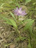 Centaurea jacea