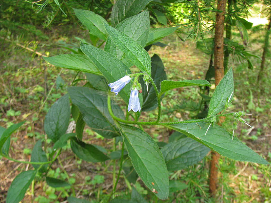 Изображение особи Symphytum asperum.