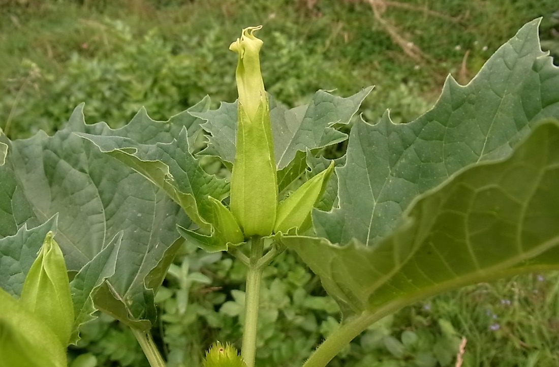 Image of Datura stramonium specimen.