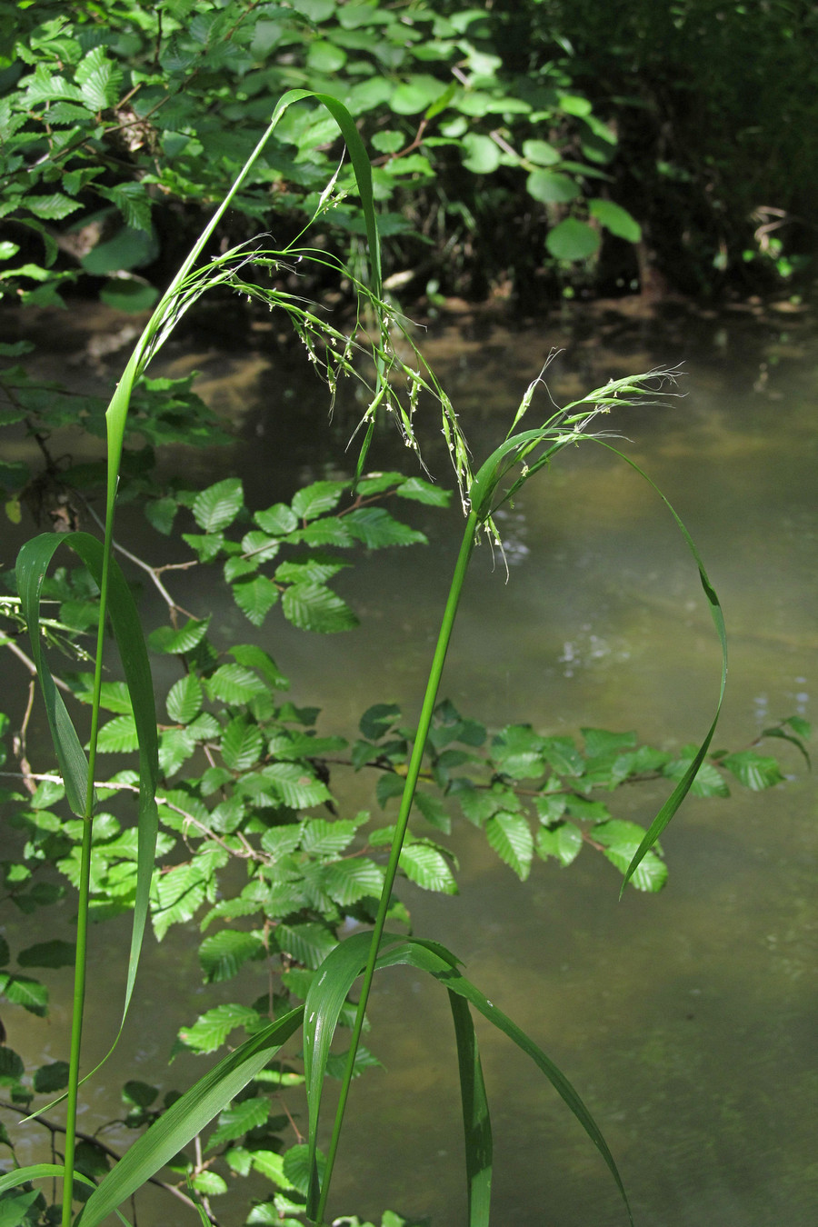 Image of Festuca gigantea specimen.