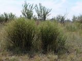 Lepidium coronopifolium