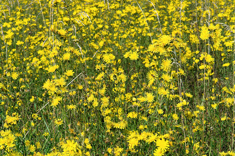 Image of Hieracium umbellatum specimen.