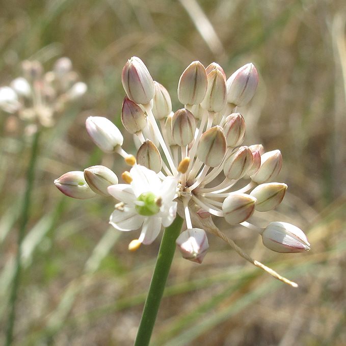 Image of Allium savranicum specimen.