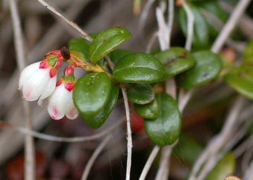 Image of Vaccinium vitis-idaea specimen.