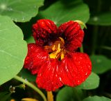 Tropaeolum majus. Цветок. Московская обл., Раменский р-н, окр. дер. Хрипань, садовый участок. 11.08.2011.