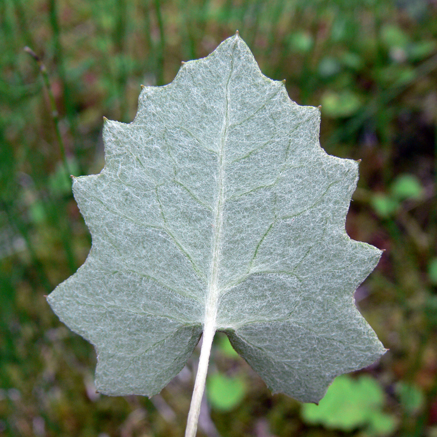 Изображение особи Petasites frigidus.